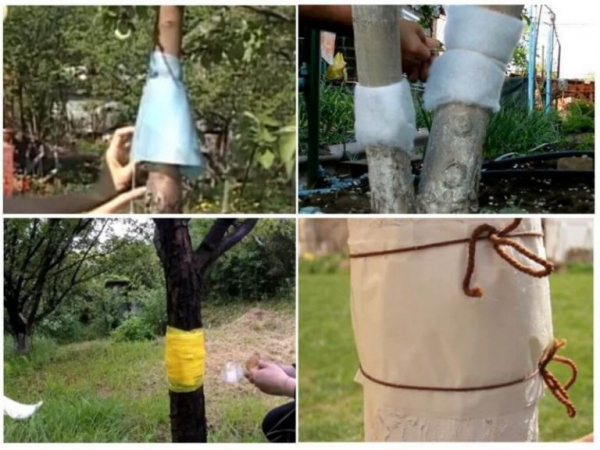 Ловчий пояс для защиты деревьев: когда накладывать и снимать